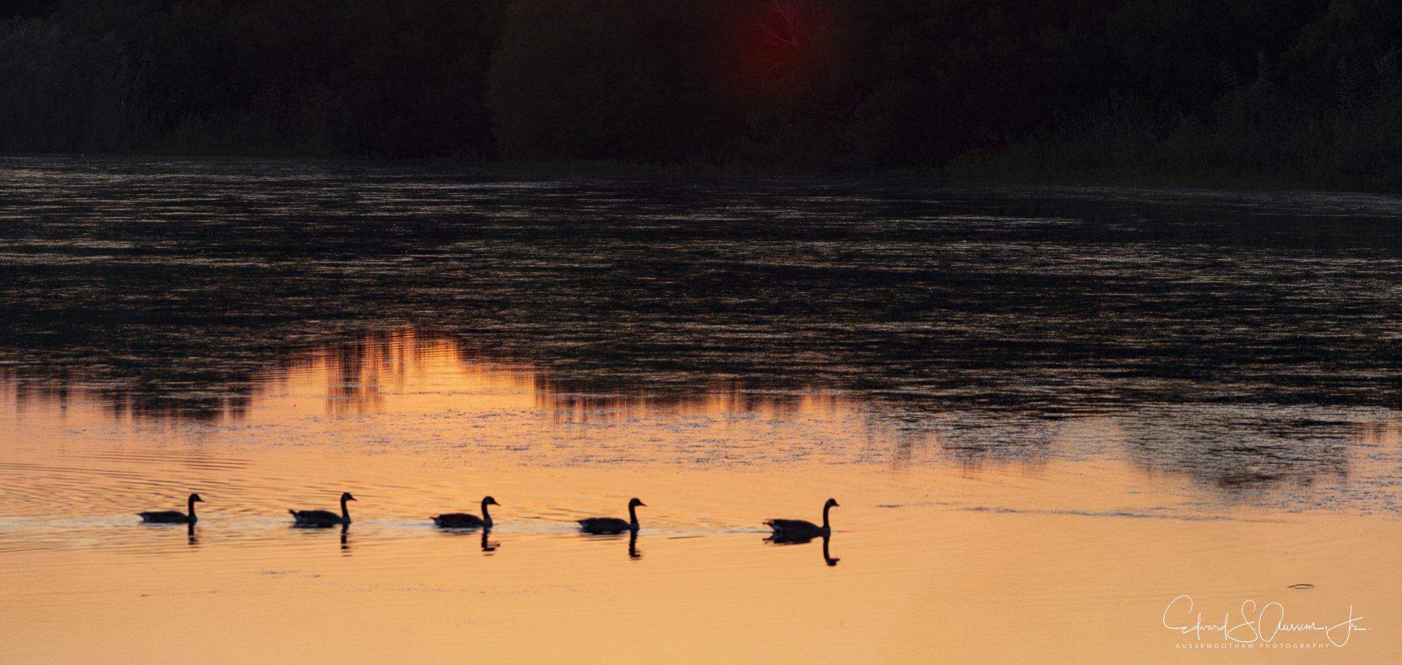 Five geese swimming in a lake at sunset with trees reflecting on the water.