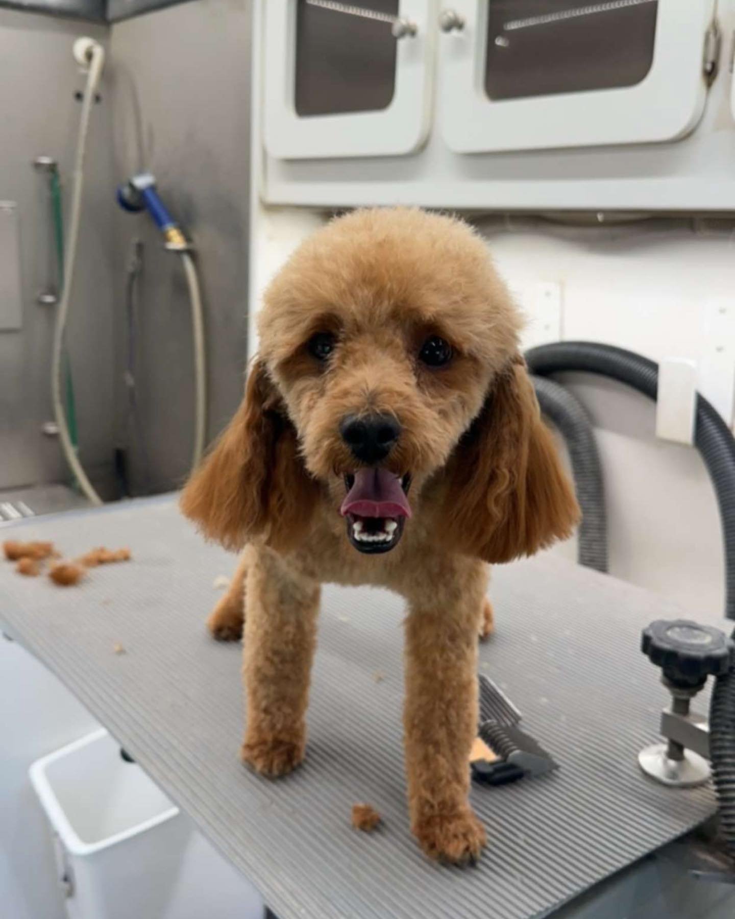 Swipe to see what this little one looked like before their grooming with us today! ➡️ 

#mobiledoggrooming #doggrooming #dogsofinstagram #poodlemix