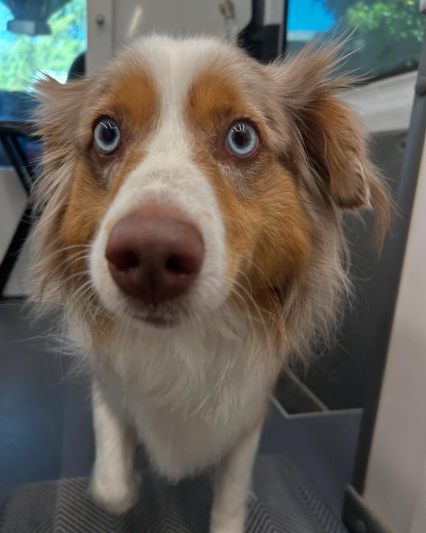 Say hello to Cowboy! 🤠 
This sweet Aussie strutted into my van with his muzzle on and a warning from mom: &ldquo;He&rsquo;s a nervous boy&mdash;groomers/ vets said he needs it.&rdquo; Challenge accepted.

At first, Cowboy was unsure, so we took it s