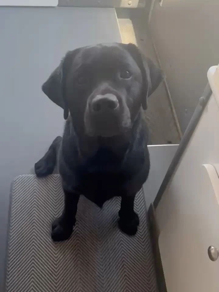 πΎMeet Fromage — the sweetest young black Lab you’ll ever lay eyes on π€π¦΄
A one-of-a-kind pup who lives in a blissful world of belly rubs and biscuits, completely unbothered by the chaos around. Just give a little food and a lot of love