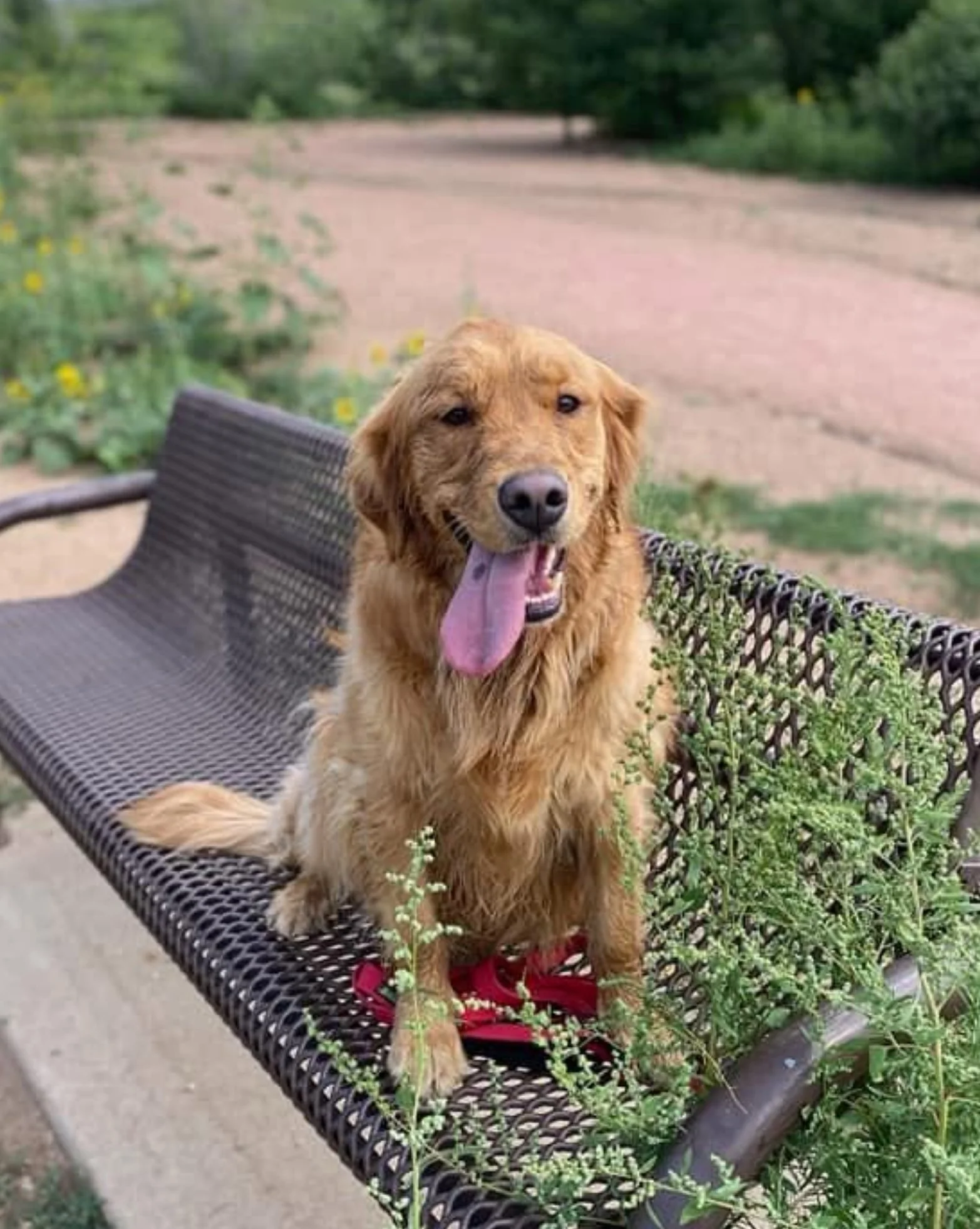 A happy golden retriever puppy sitting on a park bench with its tongue out, surrounded by greenery and plants.