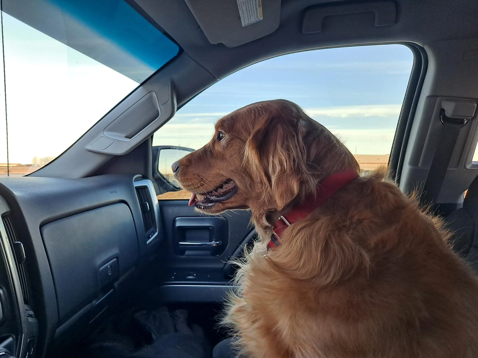 A golden retriever dog with a red collar sitting in the front passenger seat of a vehicle, looking out the window at a clear sky and flat landscape during daytime.