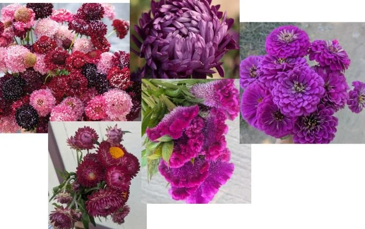 Blackberry & merlot.JPG