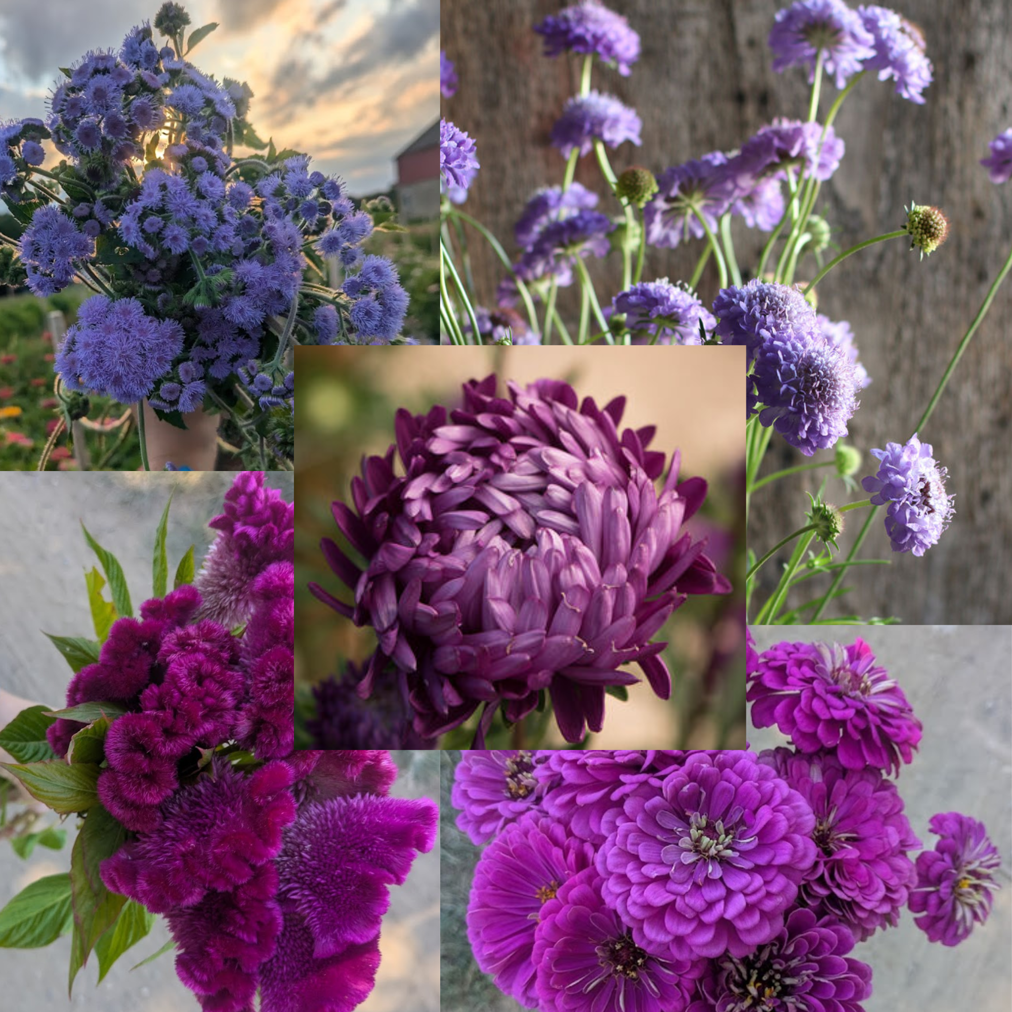 Untitled design (3).png