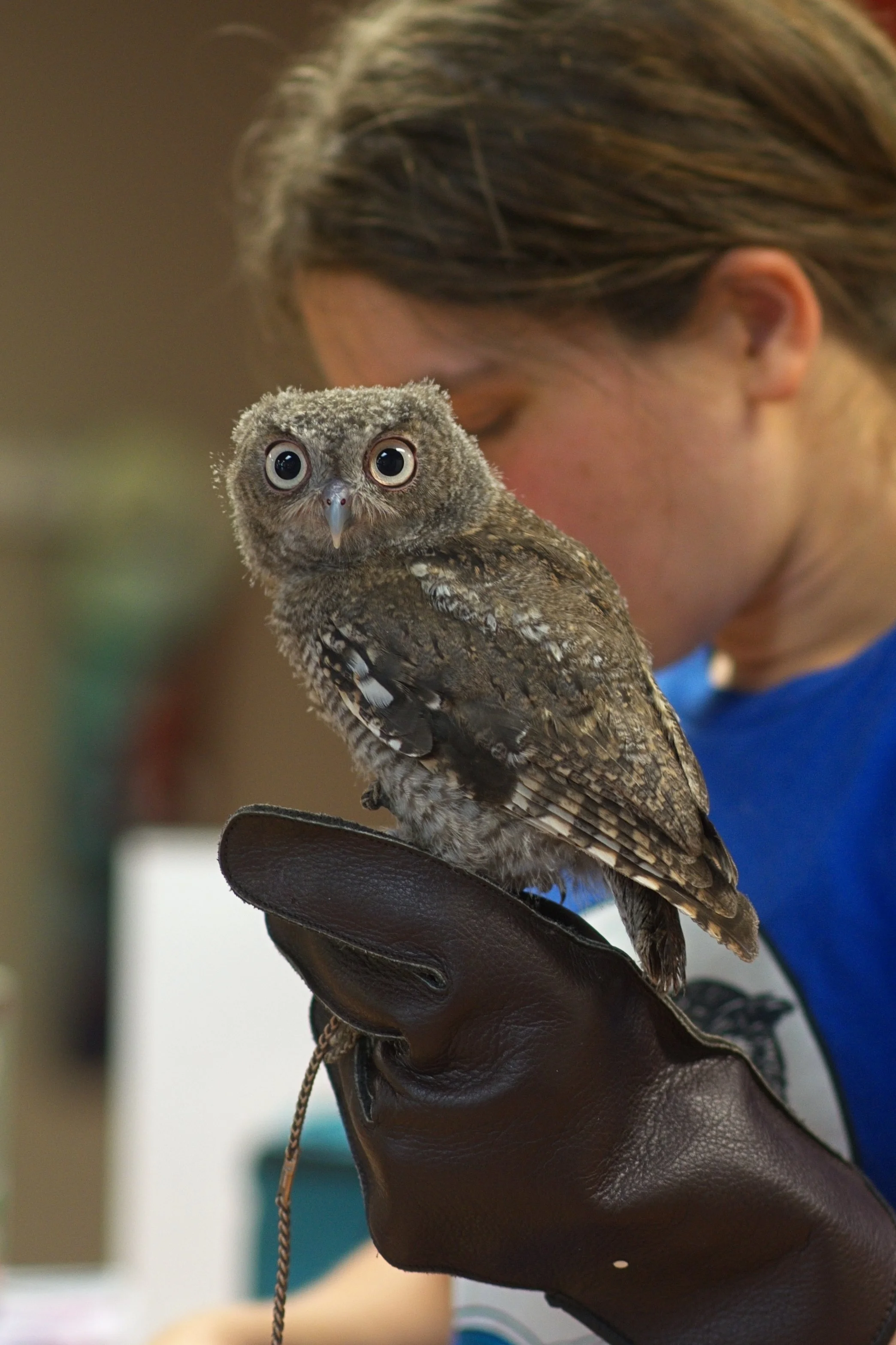 A person with brown hair holding a young eastern screech owl on their gloved hand.