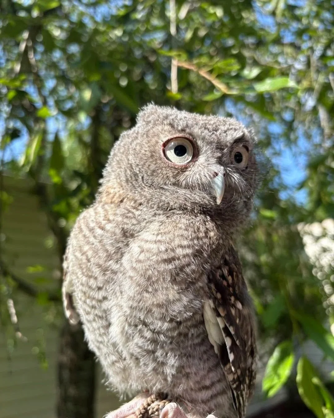 A close-up of a young owl perched outdoors among green foliage, with large eyes and fluffy gray feathers.