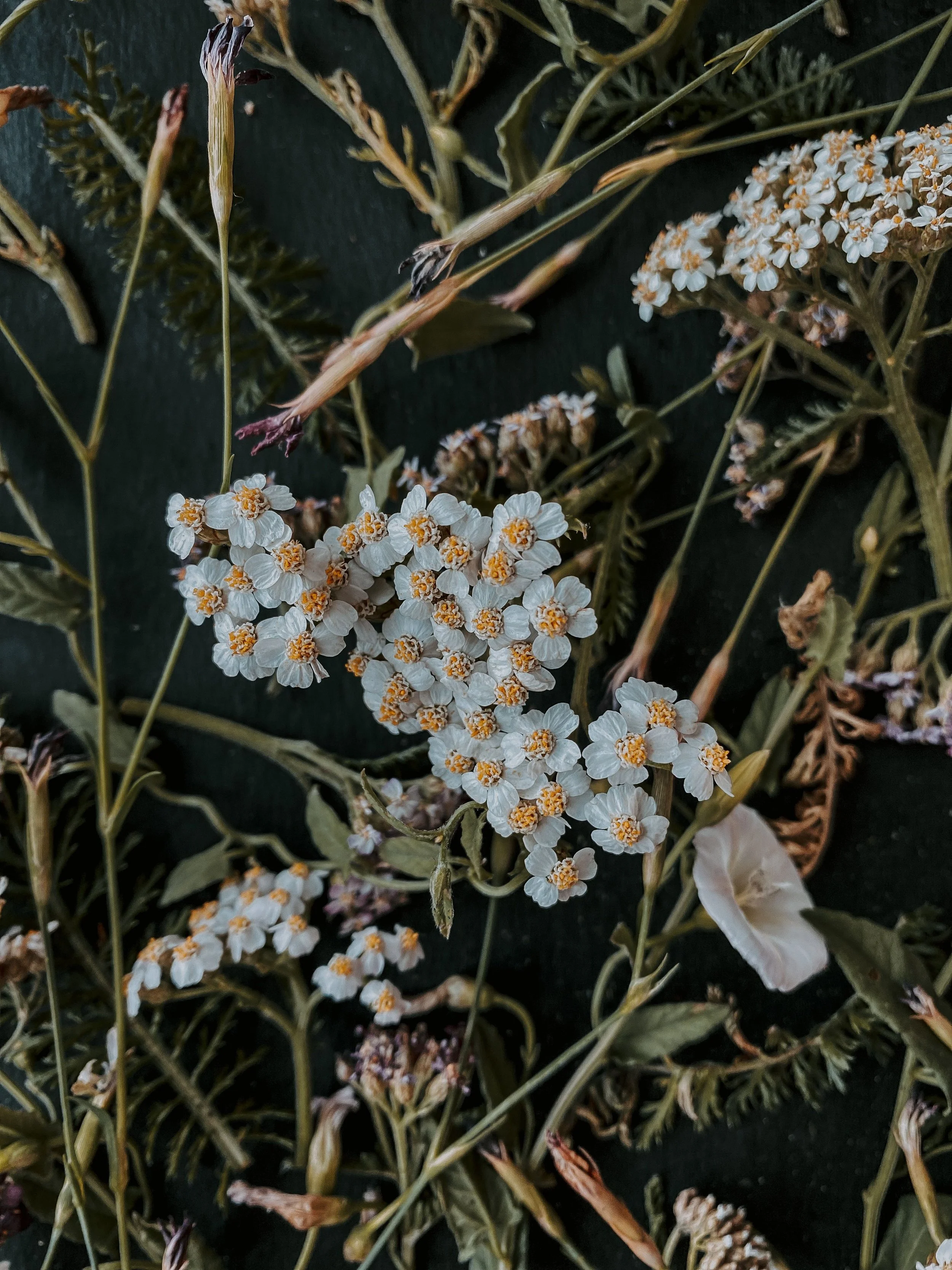Close-up of white yarrow flowers with yellow centers among green stems and foliage at Amy Stetsons  Virtual Clinic Yarrow Functional Wellness
