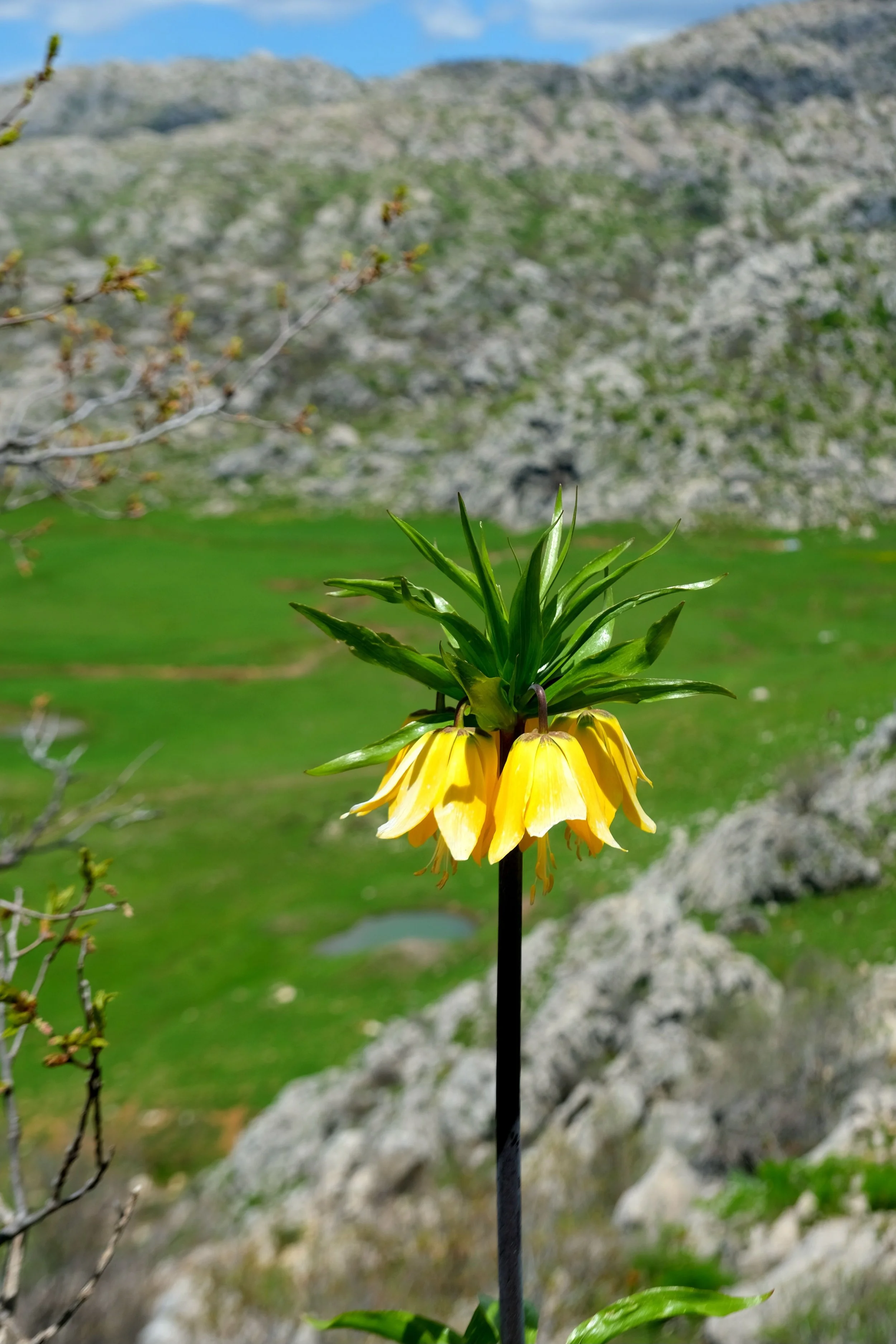 Yellow bell-shaped fritillaria flowers with green leaves against a blurred rocky mountain landscape at Amy Stetsons  Virtual Clinic Yarrow Functional Wellness
