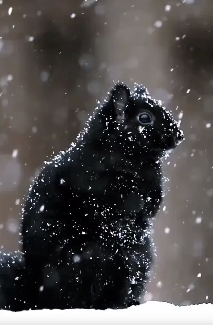 The Secret of the Black Squirrels at Niagara Falls