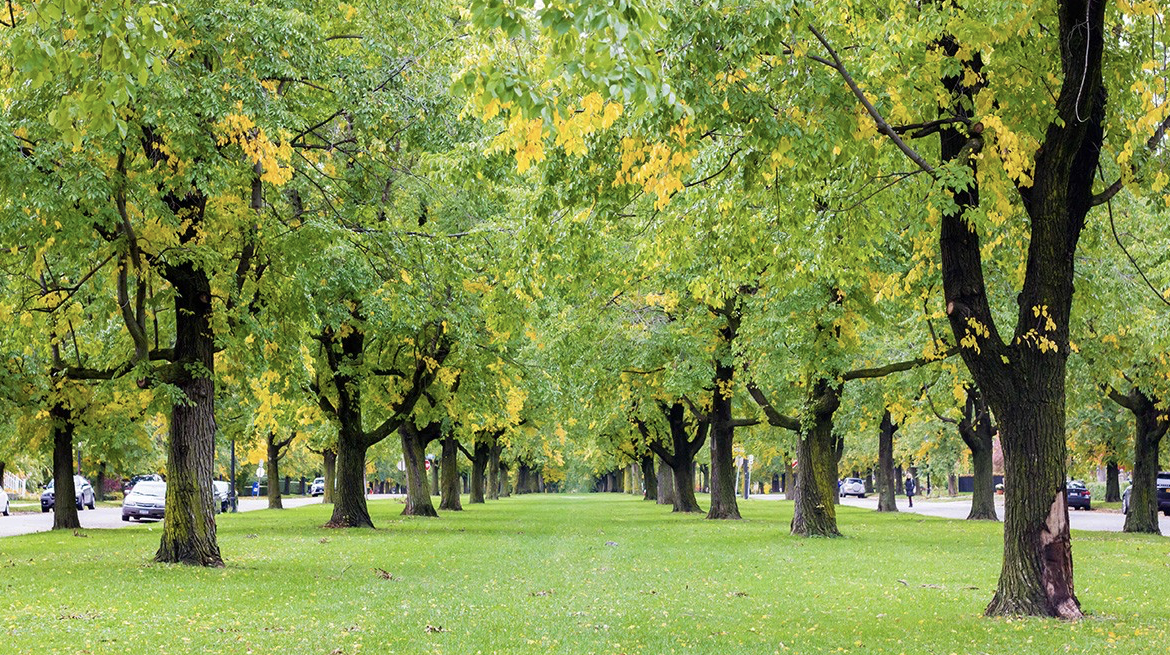 The Man Who Saved Niagara Falls—and Invented Your Front Lawn