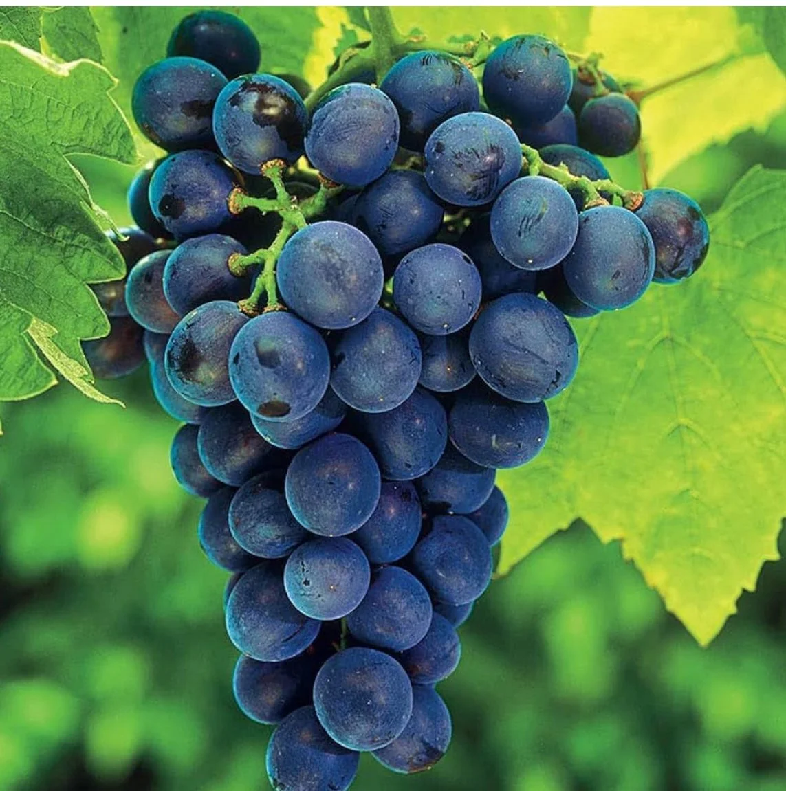 Discover Niagara’s Hidden Eden: Where a Protected Ridge Creates the Perfect Climate for Fruit and Wine