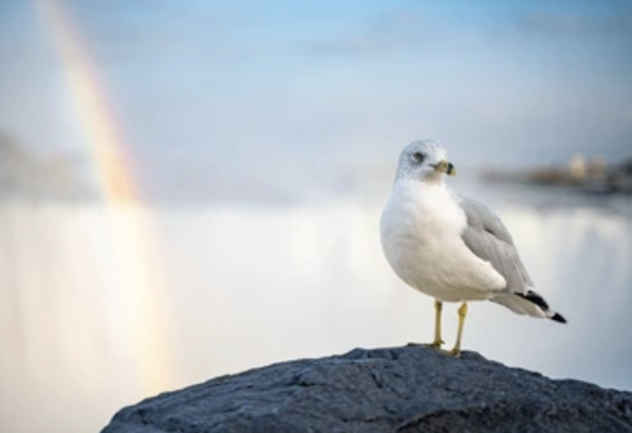 🕊️ A Sea of Seagulls: The Living Sanctuary at Cave of the Winds, Niagara Falls