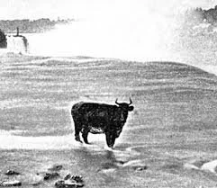 THE COW THAT MOCKED NIAGARA FALLS