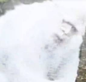 SECOND NIAGARA GORGE YETI SIGHTING IN TWO DAYS! 👣❄️