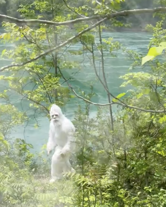 THE NIAGARA YETI APPEARS TO BE AGITATED… AND ON THE MOVE