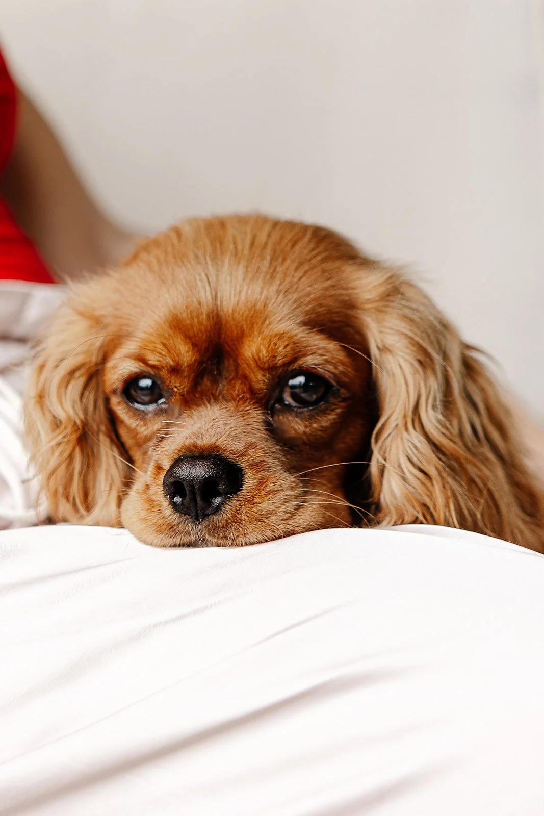 A relaxed dog comfortably resting on a woman's lap, enjoying a cozy moment together.