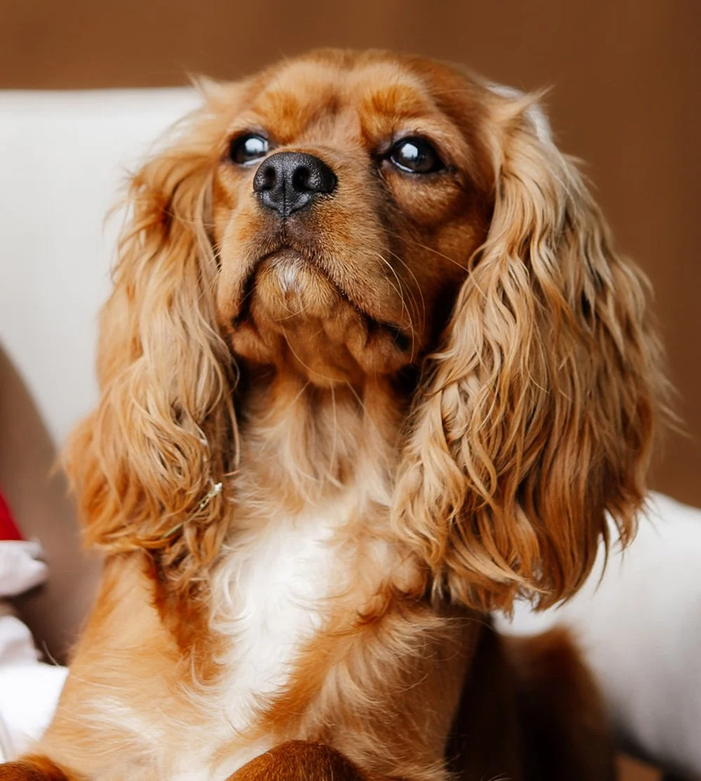 A brown dog sits happily on a chair, ready for play..