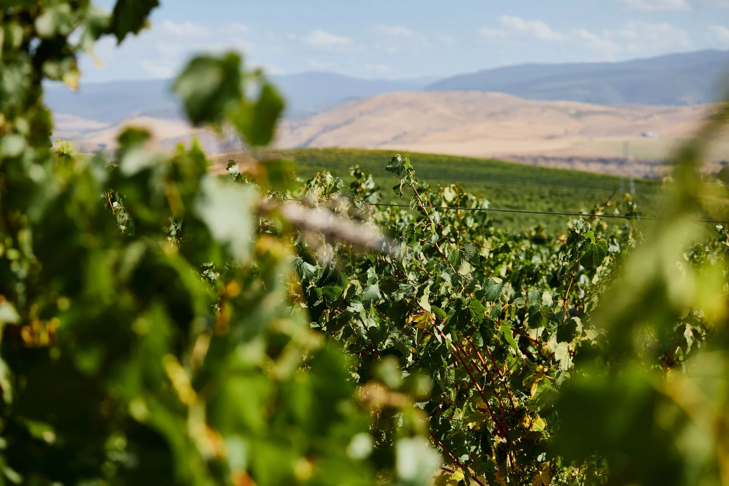 landscape vinyard.jpg