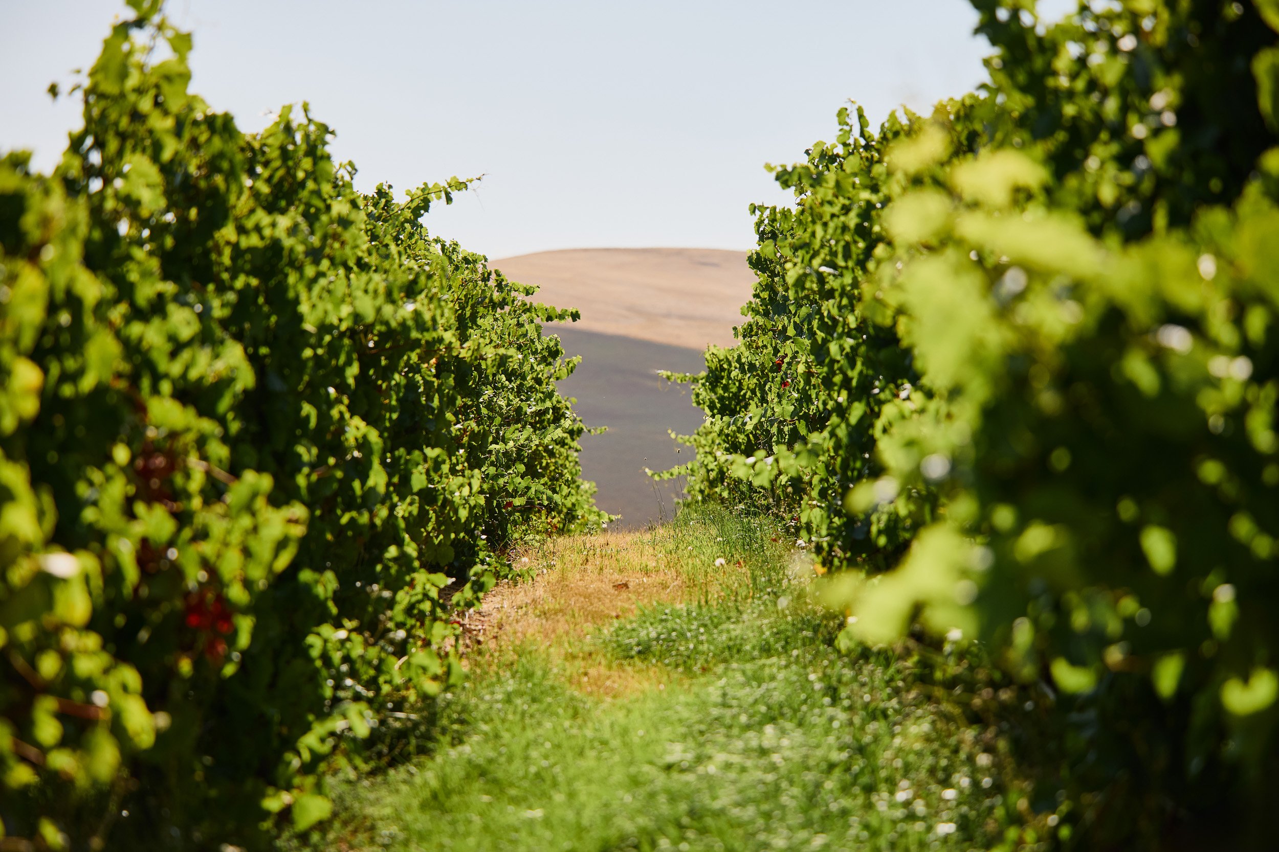 Glenelg_WebsiteShoot_Feb25_ 00038_2500px.jpg