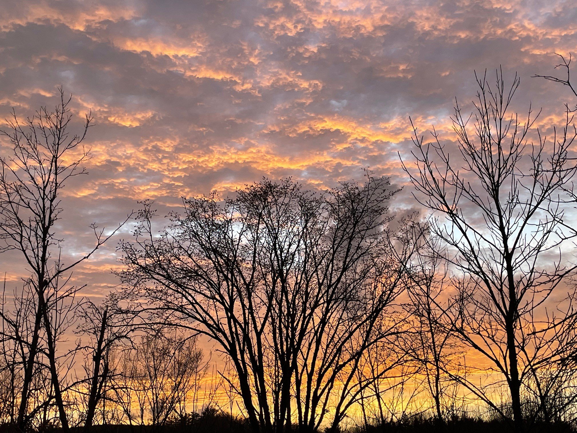 Sunset with bare trees.jpg