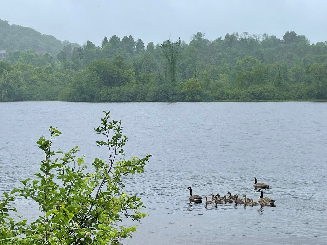 Ducks on water.jpg
