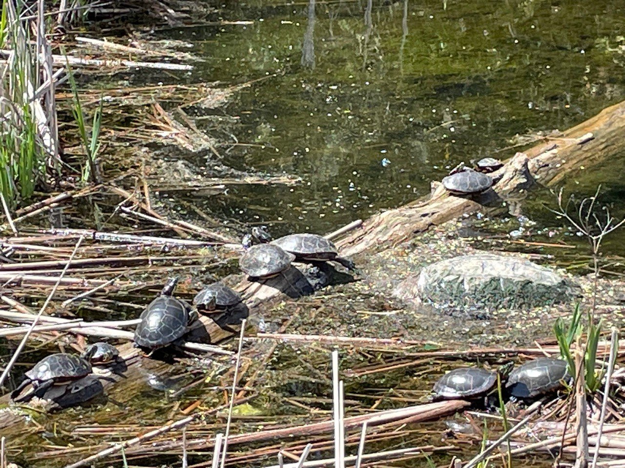 Turtles Close-up.jpg