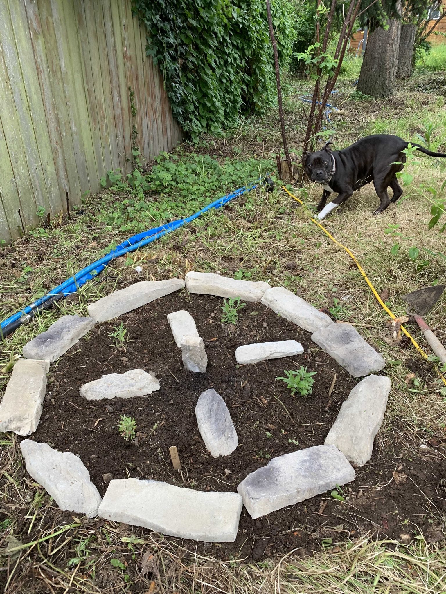 A young black dog with a white patch on its chest is in a backyard garden area, near a circle of large rocks, plants, and a blue irrigation pipe along a wooden fence.