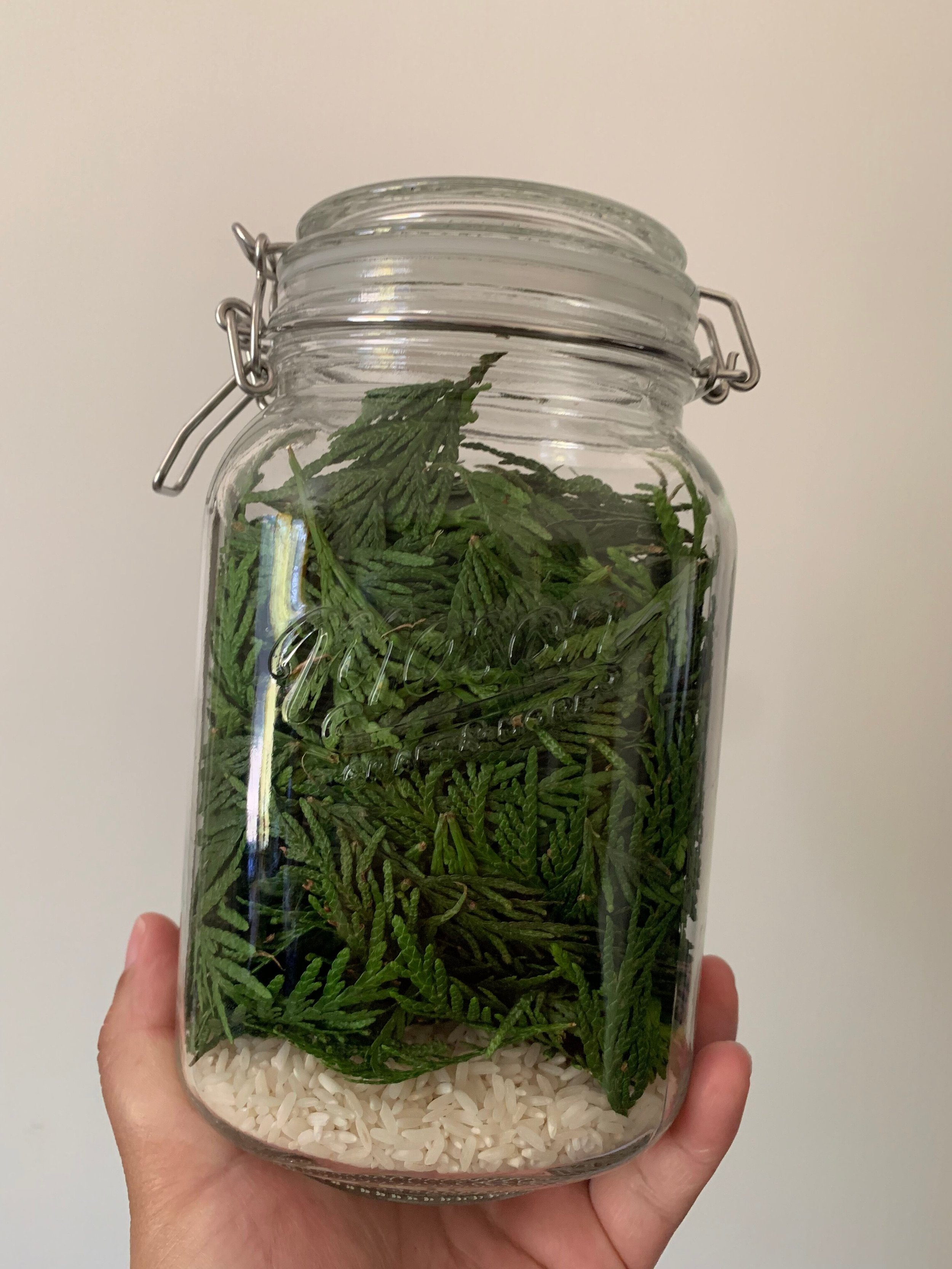 A hand holding a glass jar filled with dried cannabis leaves on top of white rice at the bottom.
