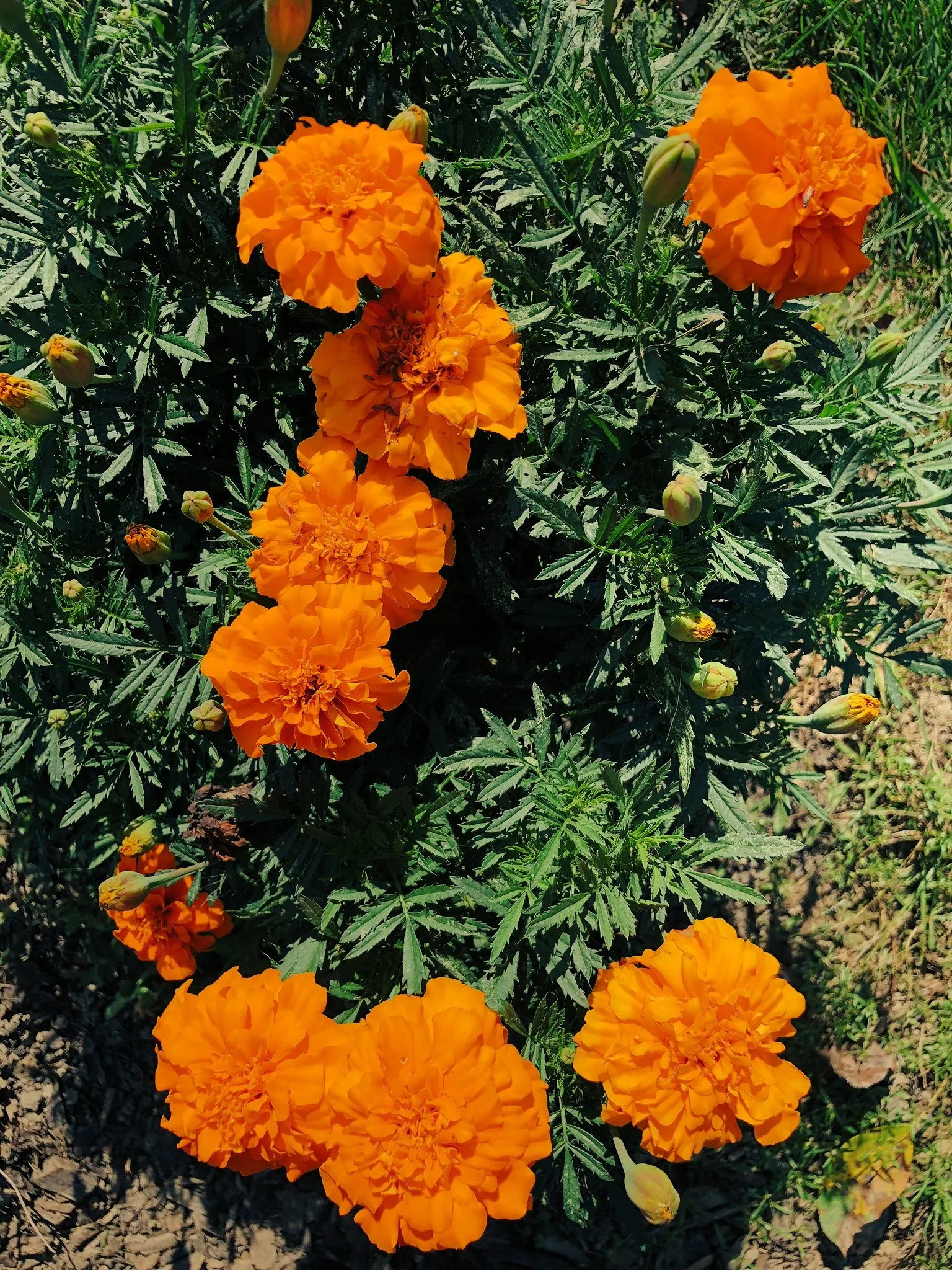 Bright orange marigold flowers blooming on green foliage in a garden.
