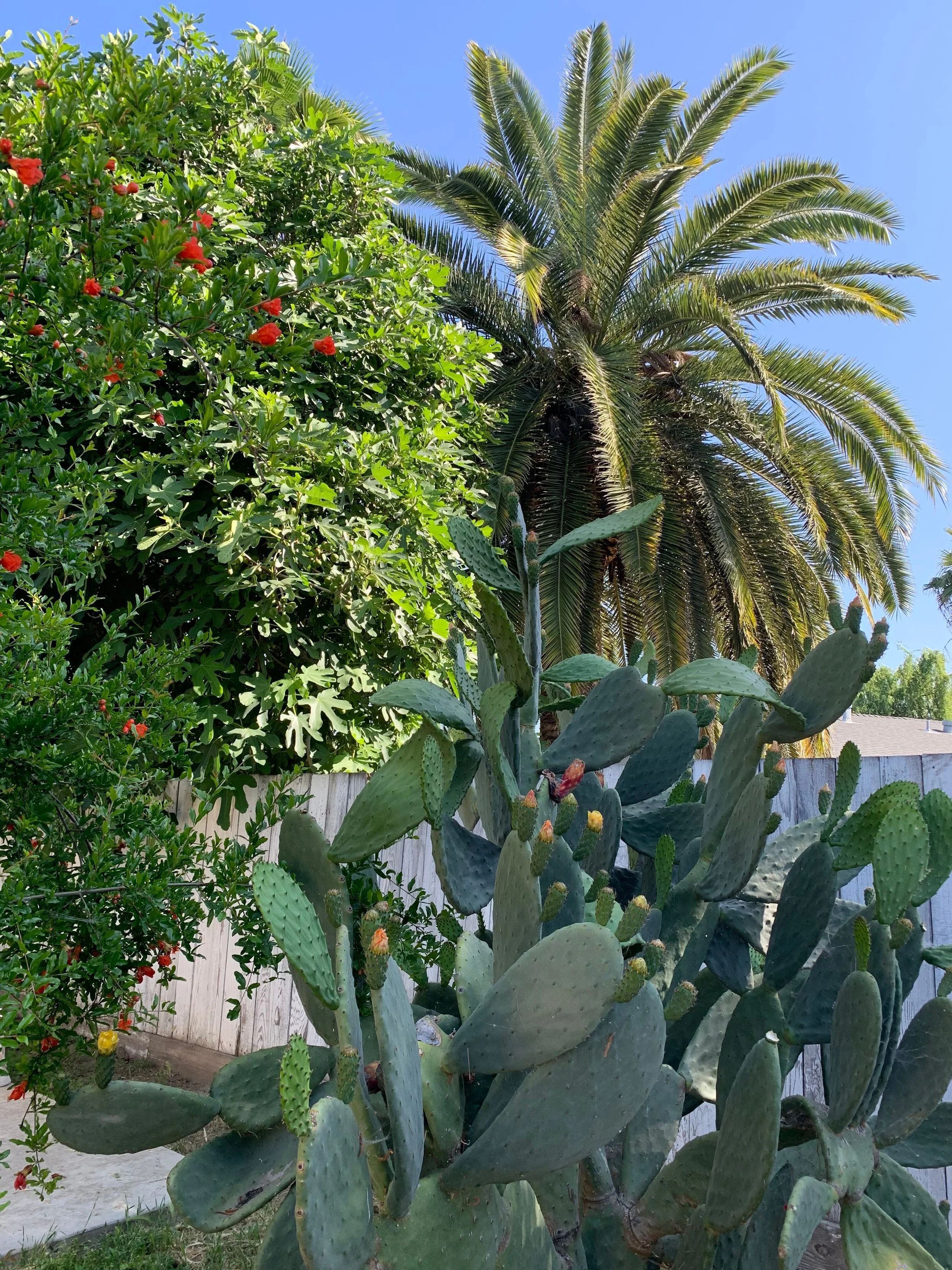 A backyard with a tall palm tree, a large cactus with yellow and red fruit, a shrub with red flowers, and a wooden fence under a clear blue sky.