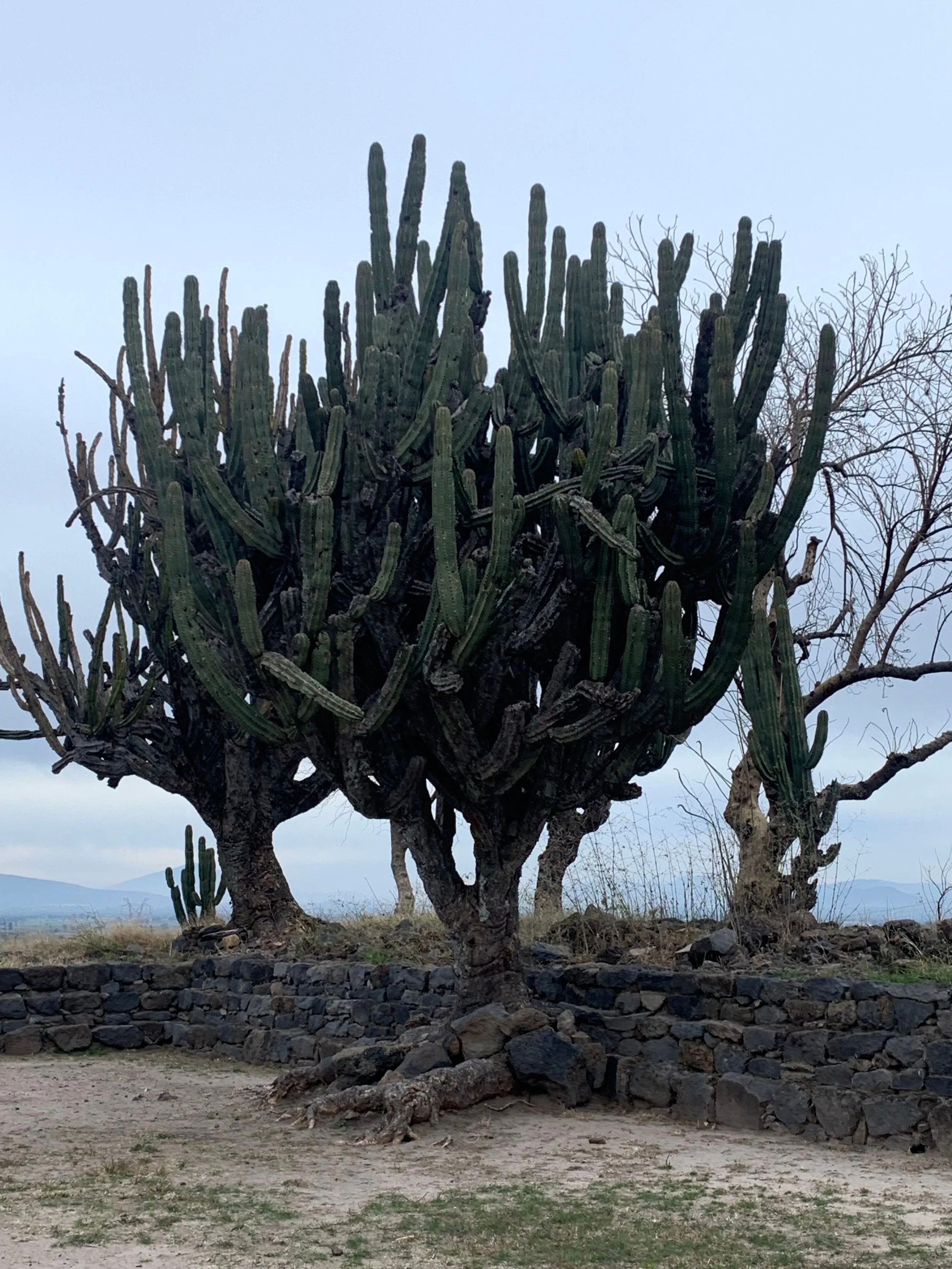 Large cactus with multiple tall, vertical arms in a dry landscape with a stone wall and distant mountains