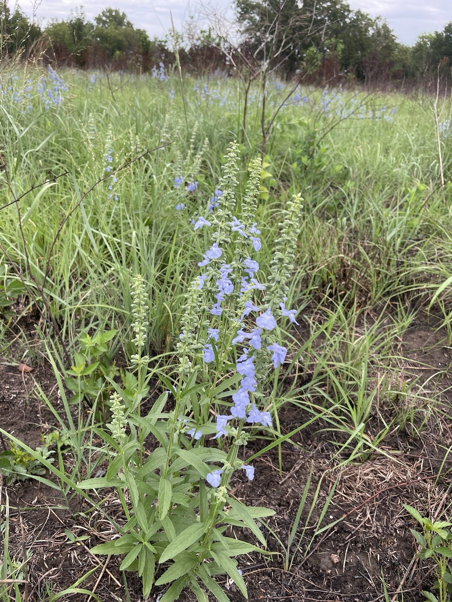 Image 5.jpeg