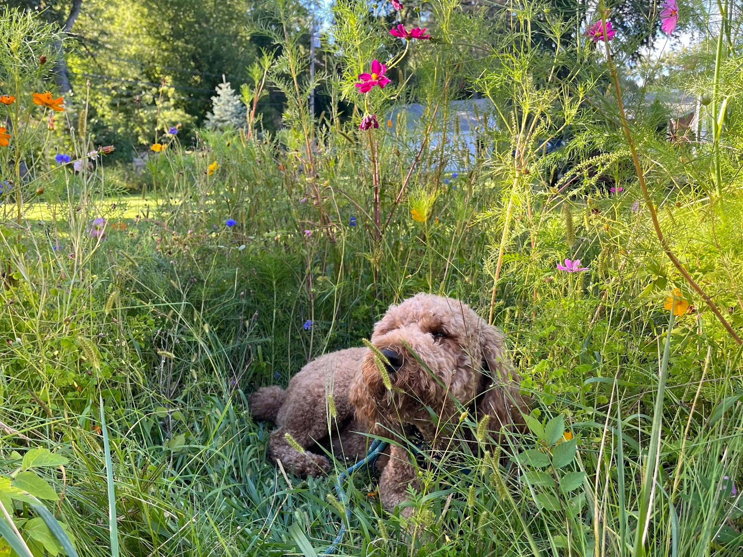 moose flowers.jpg