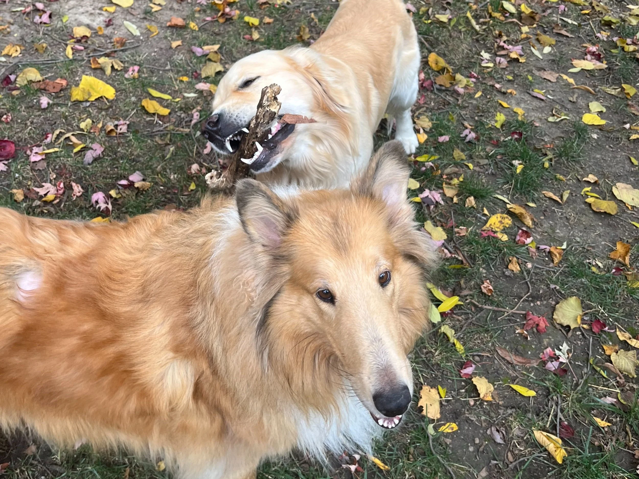 graham and minnie.jpg