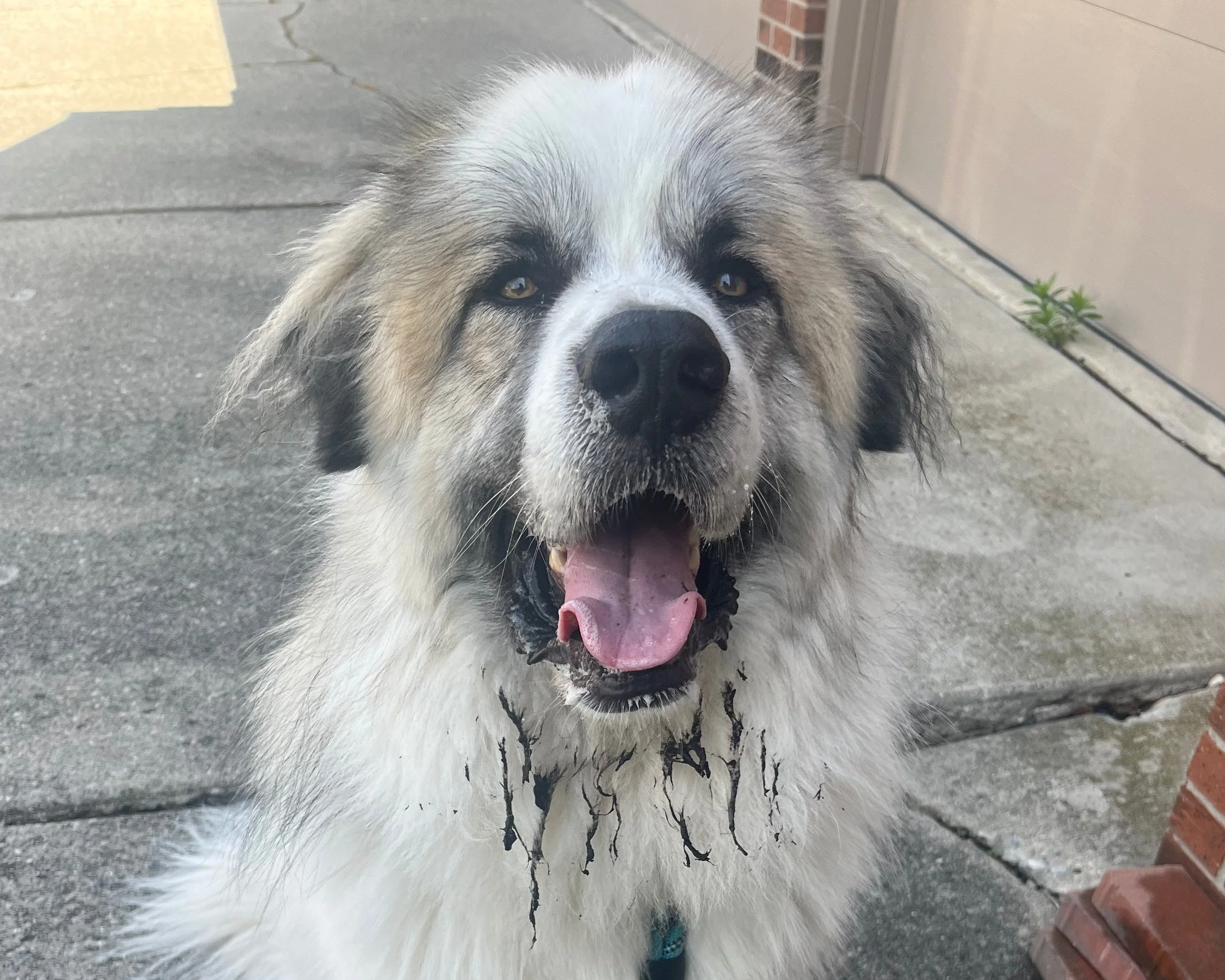 brutus mud.jpg