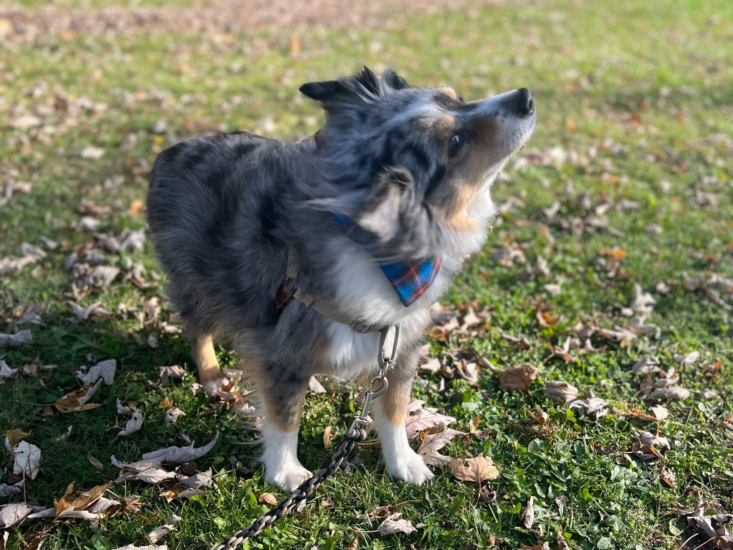 oscar shake it off.jpg