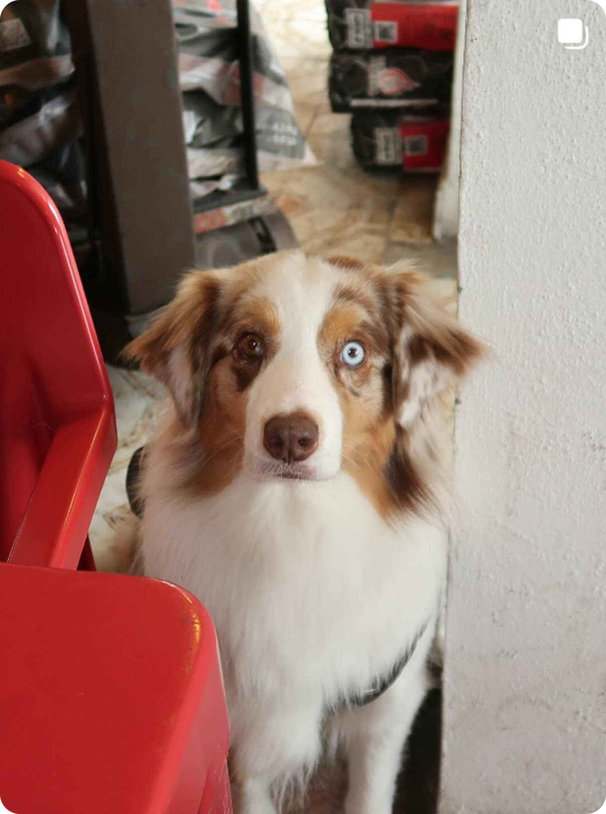A dog with one blue and one brown eye, standing indoors next to a white wall and a red chair.