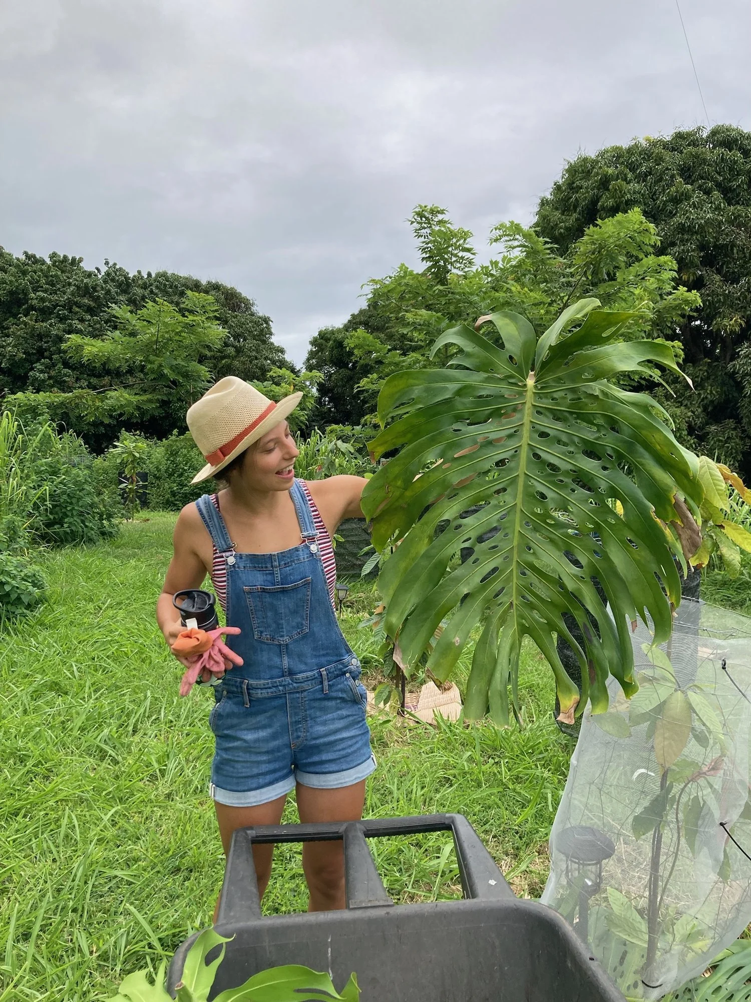 A woman in denim overalls, striped shirt, and straw hat watering a large Monstera plant in a lush garden under a cloudy sky.