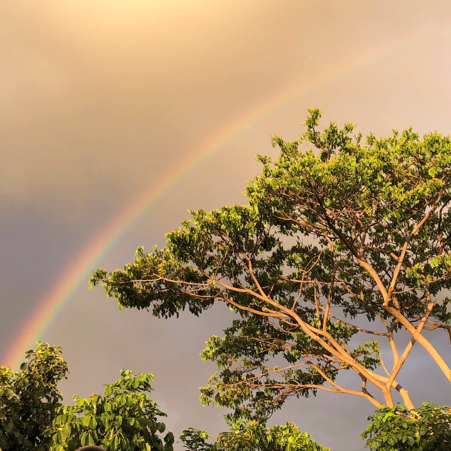 Rainbow in the sky above a green-leafed tree with a partly cloudy sky.