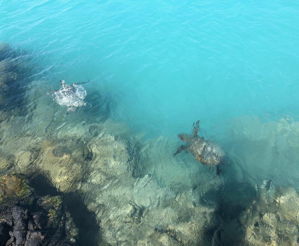 Two turtles swim just beneath the surface of crystal clear water on the Hawaiian shoreline.