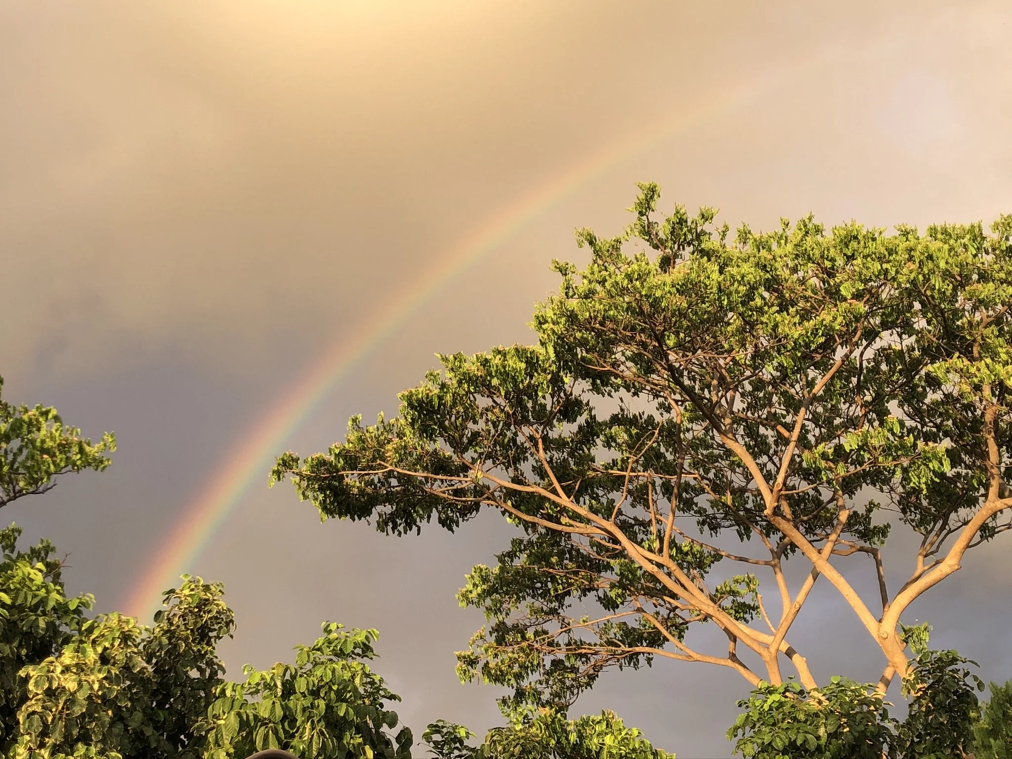 Rainbow over green trees against a cloudy sky with sunlight.