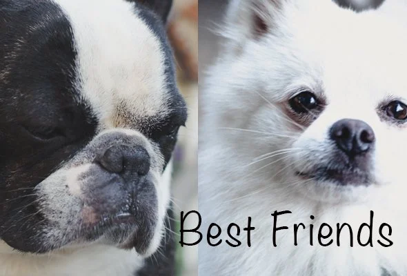 Bubba's Best Friend