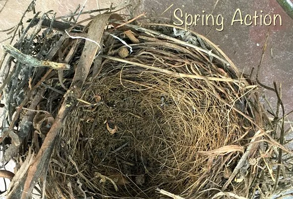 Springtime Begins