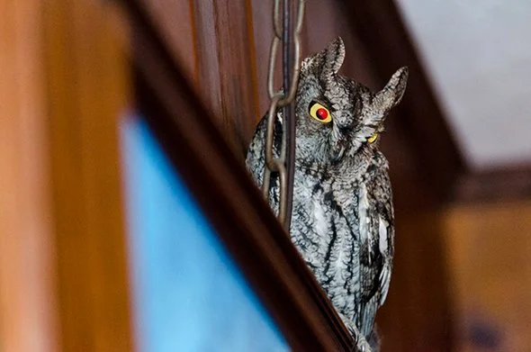A Visit from Hedwig?