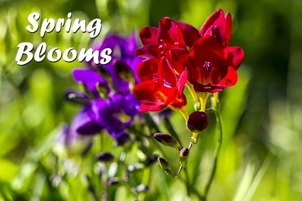 Blooming Freesia