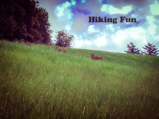 Santa Cruz Mountain Hiking Adventures