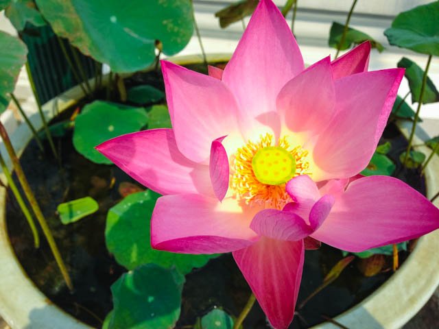Travels in Thailand – Bangkok Day 2