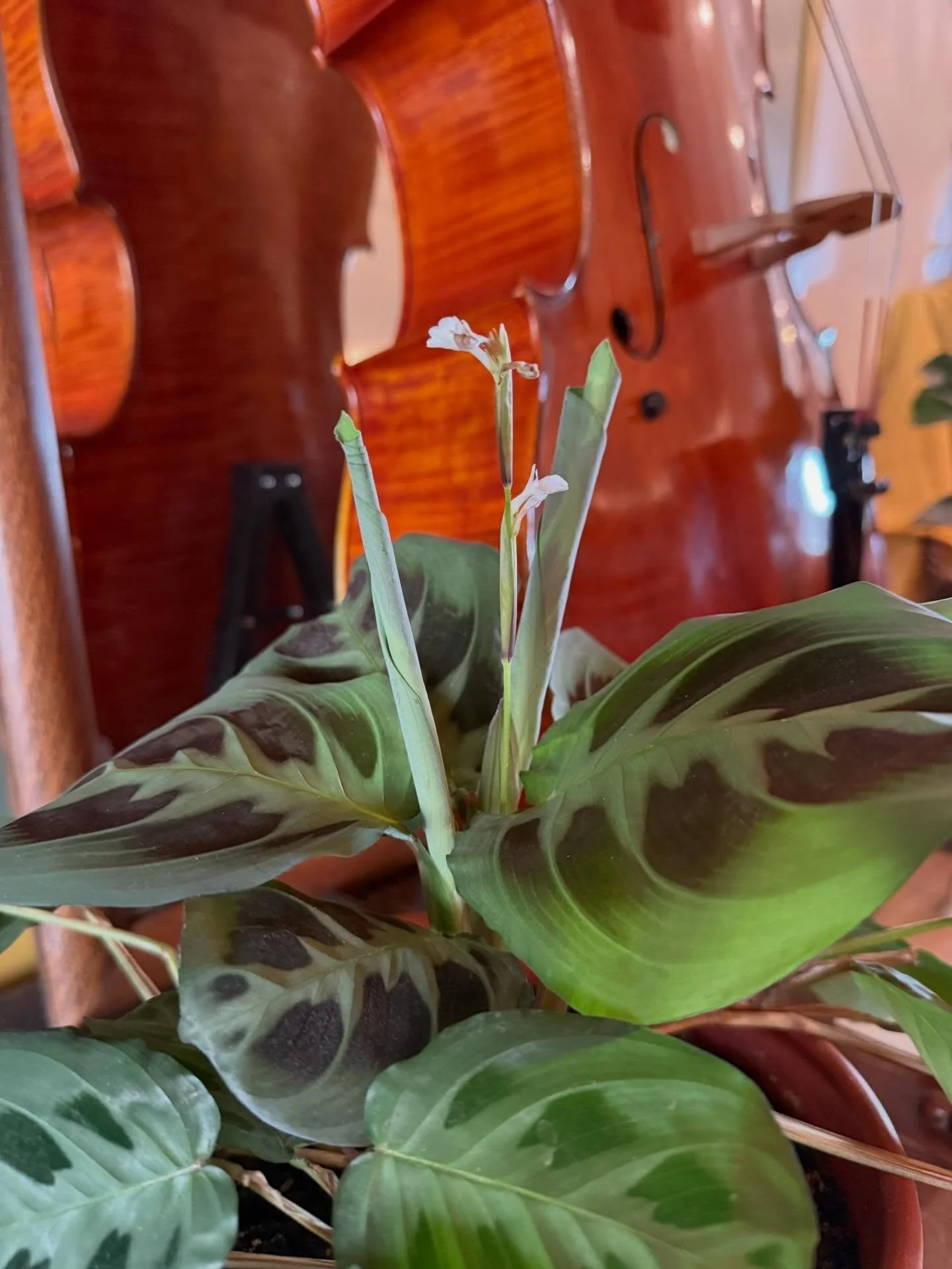 The Prayer Plant is blooming, which means it&rsquo;s time for your seasonal checkup! If your instrument gets cranky or congested or frustrating in the next few weeks, it&rsquo;s not you: It&rsquo;s the Weather.
Make an appointment at Jacobyfineviolin