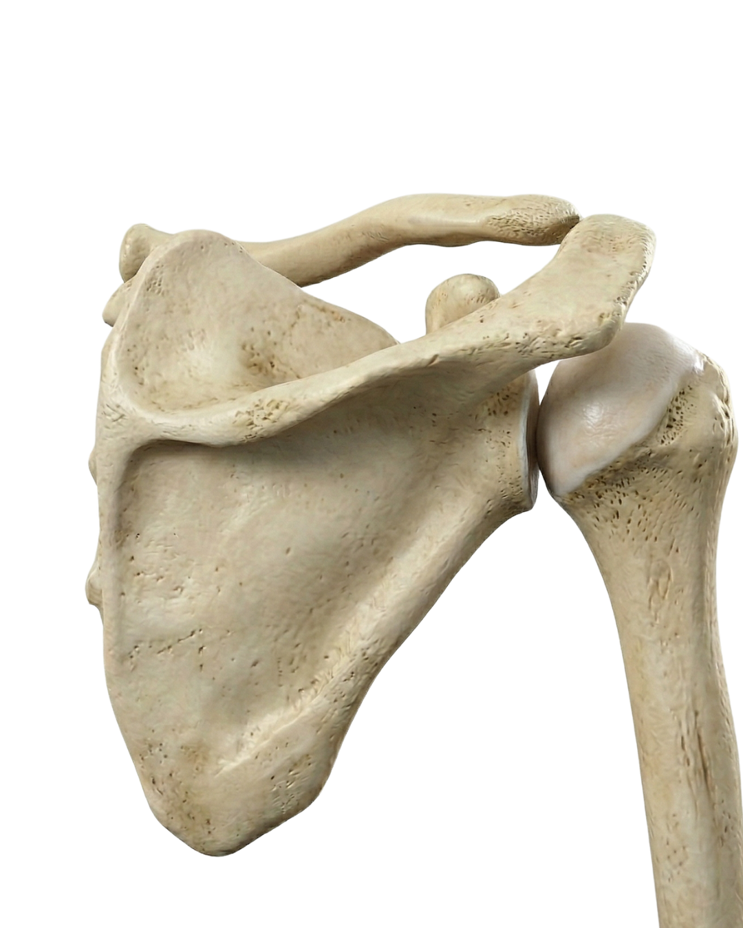 Shoulder Reconditioning Program