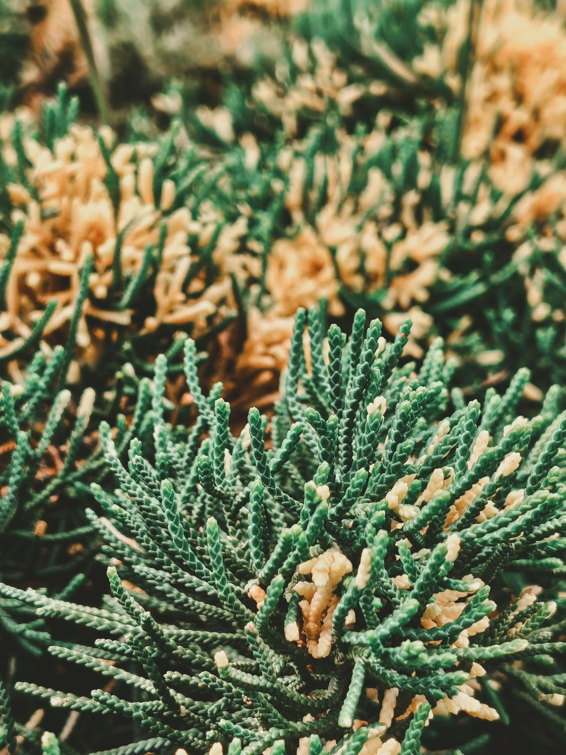 Close-up of various succulent plants with green, gray, and beige tones, showcasing textured and patterned leaves.